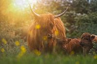 'Hello, is it me you're looking for?' - Scottish Highlanders