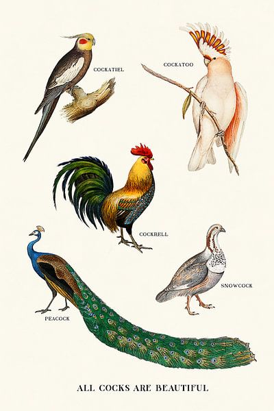 All Cocks Are Beautiful von Jonas Loose