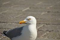 Mouette