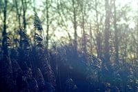 Schilfrohr sieht das Wasser und die Sonne