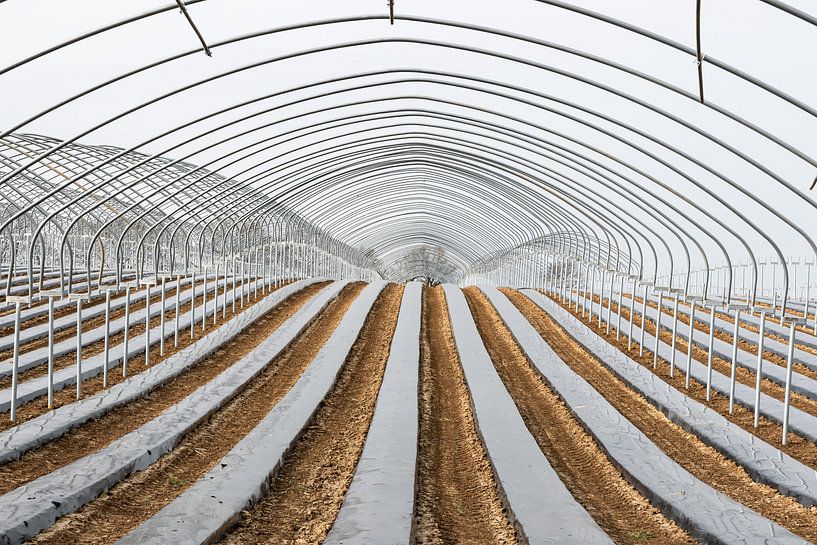 Frame of a greenhouse and fields with growing vegetables by Werner Lerooy