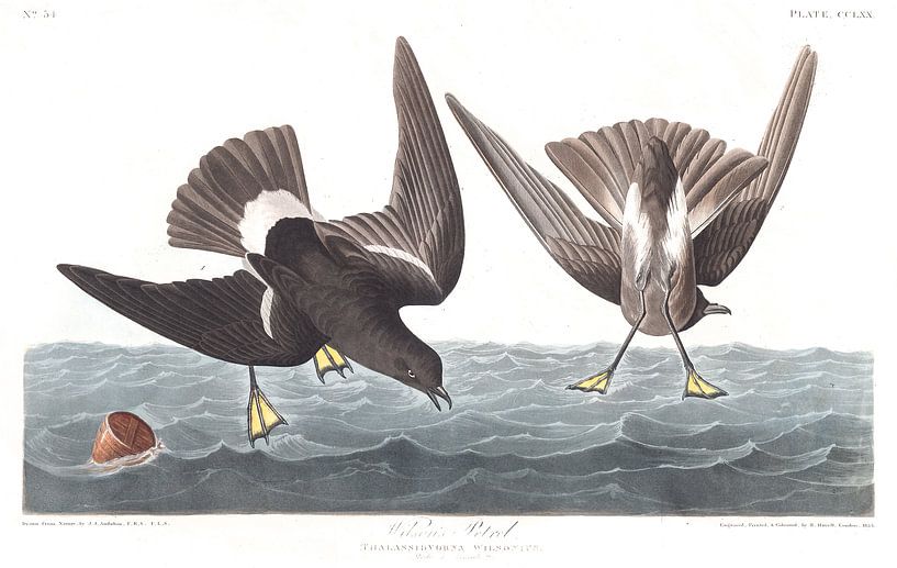 Océanite de Wilson par Birds of America