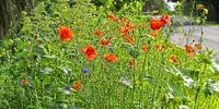 wilder Mohn am Straßenrand