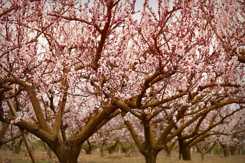 Cerisiers en fleurs par Catalina Morales Gonzalez