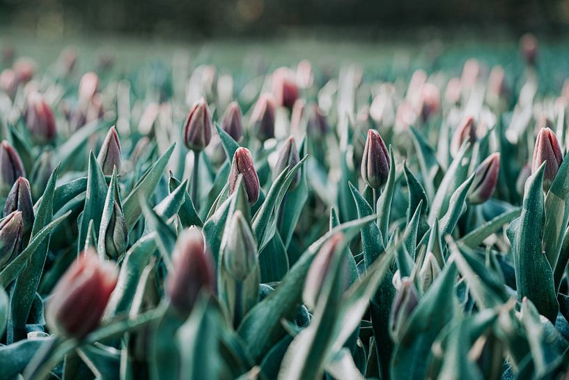 Tulipes le matin par Miranda Snoeijen