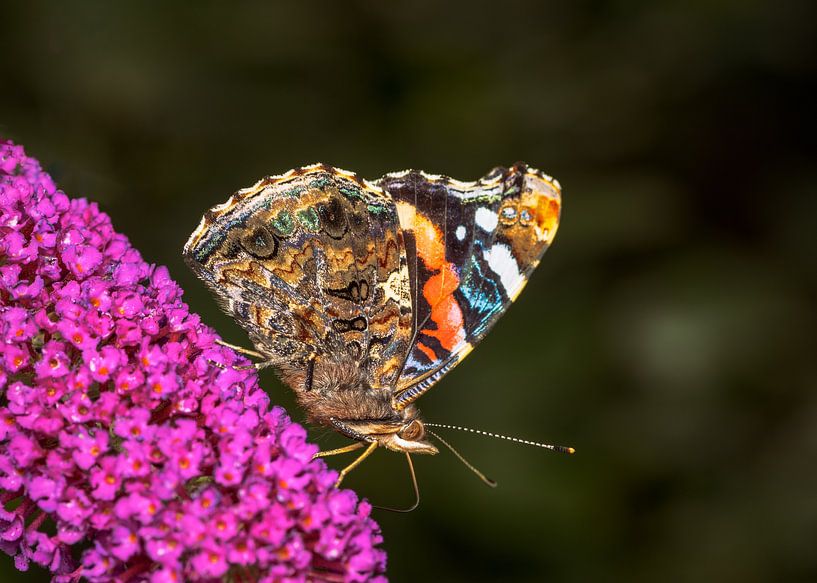 Distelfalter auf einem Sommerflieder von ManfredFotos