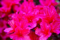 Leuchtend rosa blühender japanischer Garten