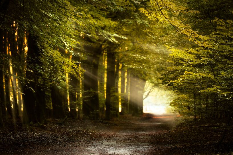 Leicht wie die Brise von Kees van Dongen