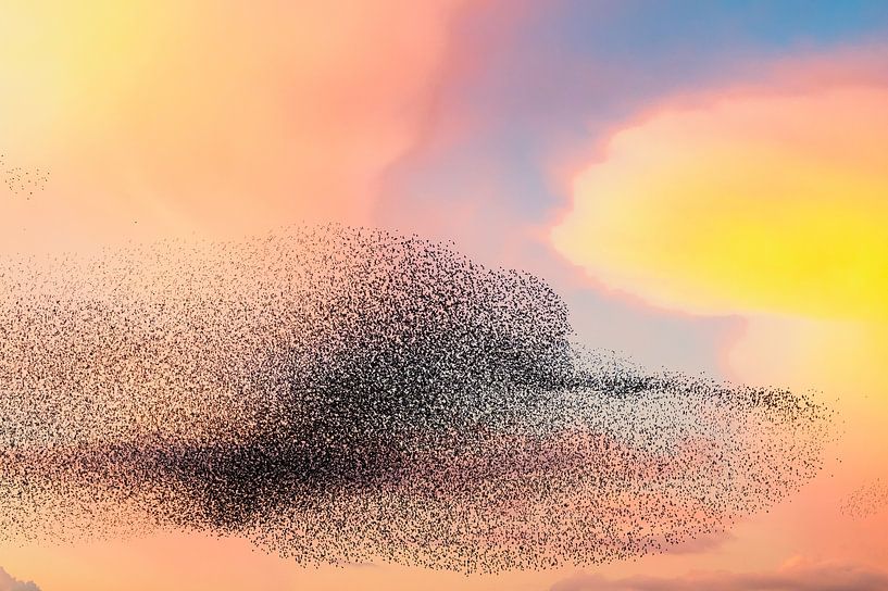 Starenmurmeln bei Sonnenuntergang am Ende des Tages von Sjoerd van der Wal Fotografie