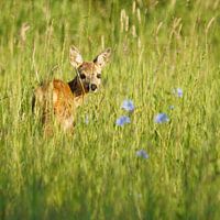 Bezauberndes blaues Blumenfeld: Erlebnisse mit einem bedeckten Bambi