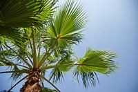 palm tree against blue sky