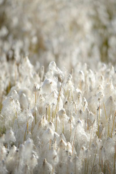 Cotton grass by Nick Wendt