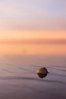 Muschel am Strand bei Sonnenuntergang