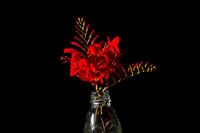 Rote Blumen in Glasflasche