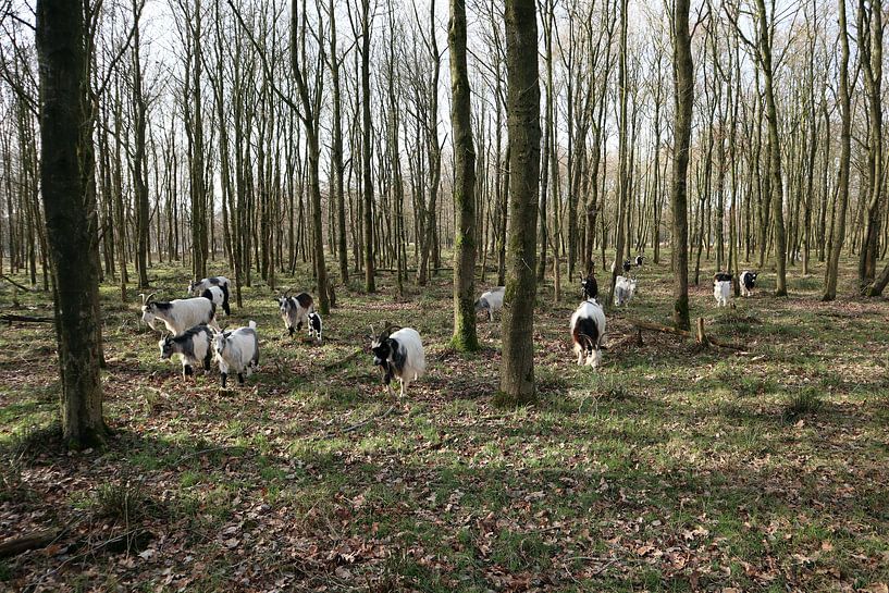 Wyldemerk by Jan Albada