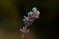 lavender covered with ice 3