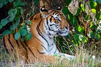 Tiger genießt seine Pause