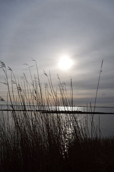 Winter sun by Monique Korstanje