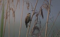 Teichrohrsänger an einem nebligen Morgen