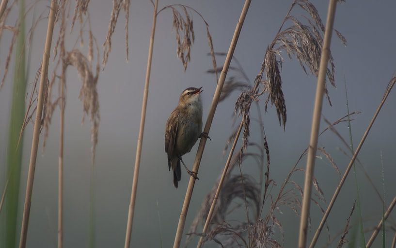 Teichrohrsänger an einem nebligen Morgen von Lennart ter Harmsel