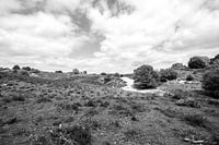 black and white veluwe image