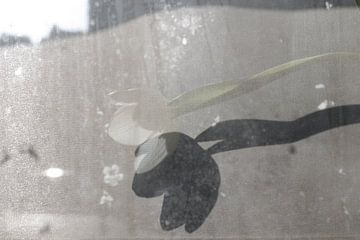 Ombre noire de tulipe blanche (2)