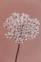 Holunderblüte altrosa