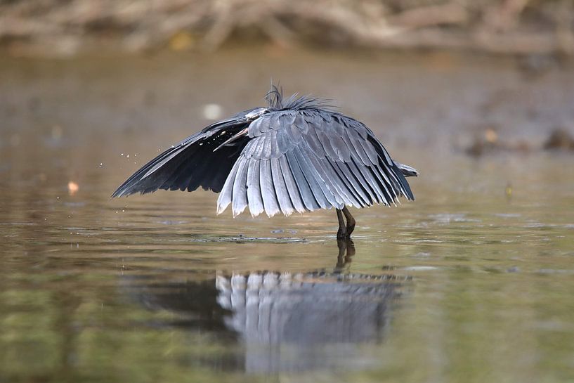 Schwarzer Reiher von Petervanderlecq