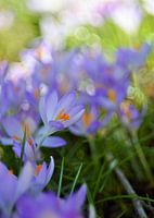 Impressionistisch voorjaar