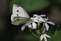 Weißer Schmetterling