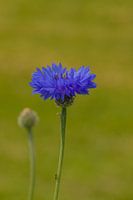 Bloeiende korenbloem