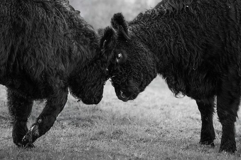 Confrontatie tussen Galloway runderen van Triki Photography