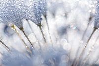 Nahaufnahme eines Löwenzahns