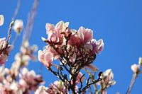 Pink magnolia in full bloom
