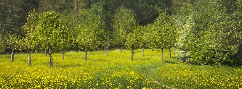 Savelsbos, South Limburg by Ton Drijfhamer
