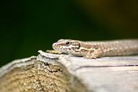 Lézard sur une souche d'arbre
