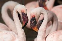 Petits flamants roses