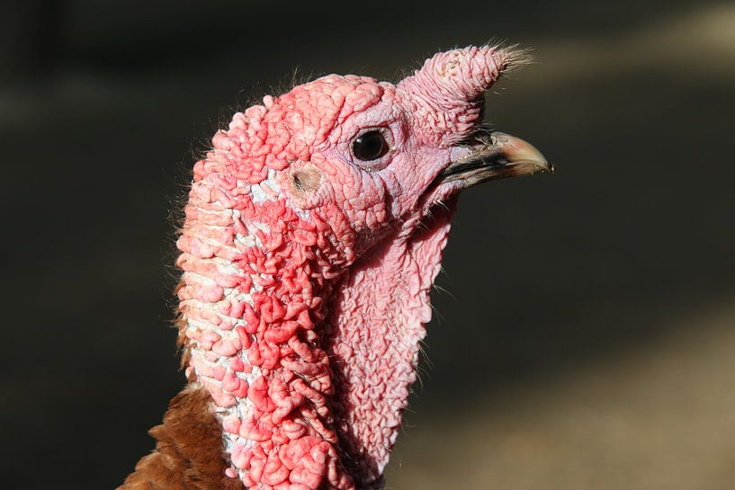 Turquie par Yana Koolen