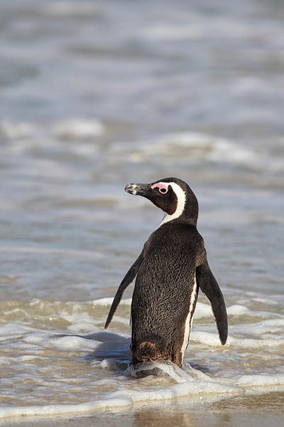 Brillenpinguin (Spheniscus demersus) von Dirk Rüter