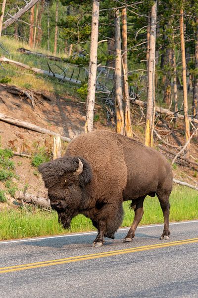 Yellowstone National Park by Studio Retouched fotoshop