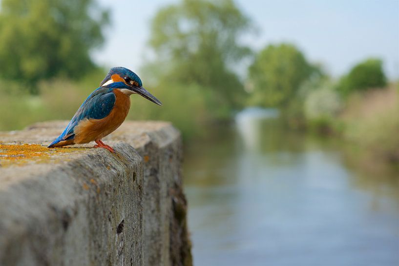 Busy times by Kingfisher.photo - Corné van Oosterhout