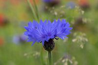 Le bleuet vous va bien