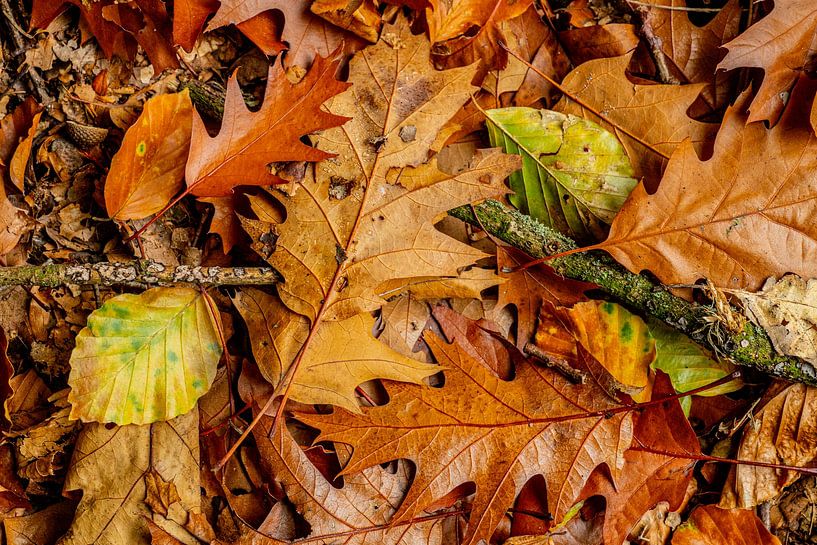 L'automne ! par Corné Ouwehand