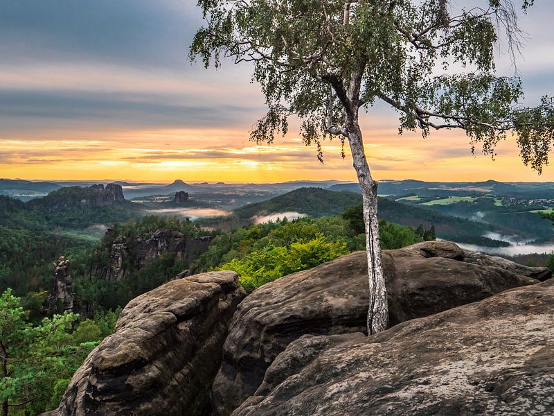 Carolafelsen, Saxon Switzerland - Birch tree and Schrammsteine by Pixelwerk