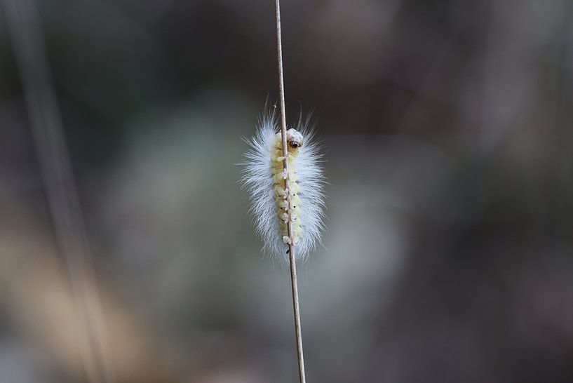 Buchen-Streckfuß - Raupe von Matthias Brix