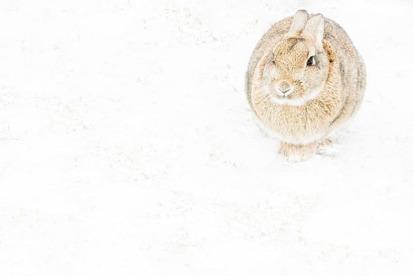 Lapin Texel dans la neige par Danny Slijfer Natuurfotografie