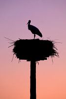 Storch