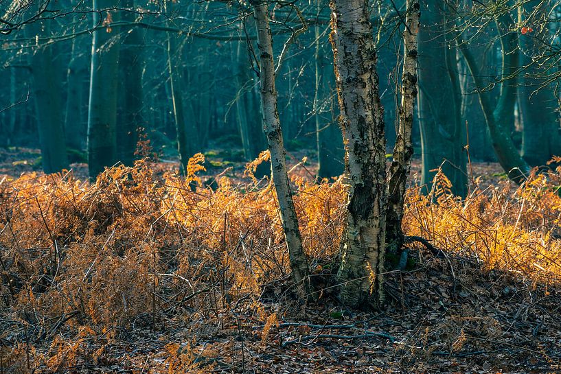 Küstenwald an der Ostseeküste bei Graal Müritz von Rico Ködder