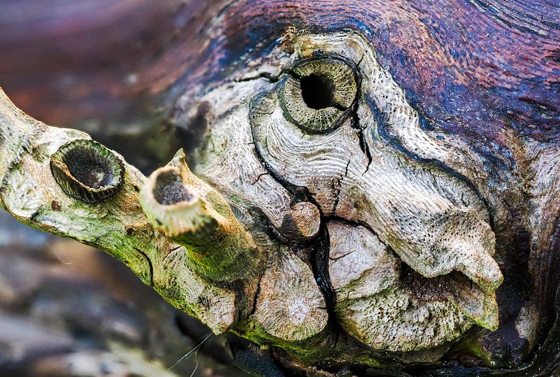 Nœuds par Reinder Tasma