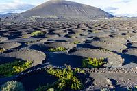 La viticulture dans la région de La Geria sur Lanzarote